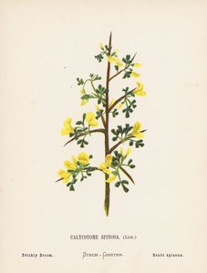 Wild Flowers of the Holy Land: Calycotome Spinosa, Link; Prickly Broom