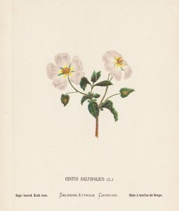 Wild Flowers of the Holy Land: Cistus Salvifolius; Sage-leaved Rook-rose by Hannah Zeller