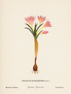 Wild Flowers of the Holy Land: Colchicum Bulbocodioides, Stev; Meadow Saffron