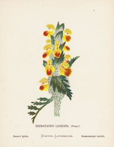 Wild Flowers of the Holy Land: Eremostachys Laciniata, Bunge; Desert Spike