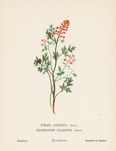 Wild Flowers of the Holy Land: Fumaria Anatolica, Boiss, Ceratocapnos Palaestina, Boiss; Fumitory by Hannah Zeller