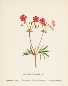Wild Flowers of the Holy Land: Geranium Tuberosum; Bulbous Craw