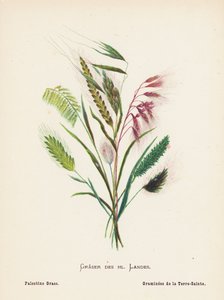 Wild Flowers of the Holy Land: Graser des hl Landes; Palestine Grass by Hannah Zeller