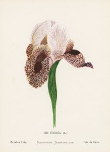 Wild Flowers of the Holy Land: Iris Susiana; Persian Iris