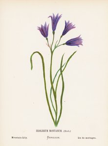 Wild Flowers of the Holy Land: Ixiolirium Montanum, Herb; Mountain Lily by Hannah Zeller