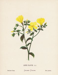 Wild Flowers of the Holy Land: Linum Flavum; Yellow flax by Hannah Zeller