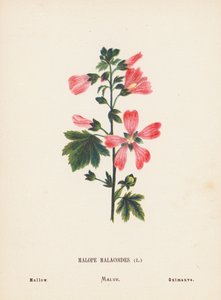 Wild Flowers of the Holy Land: Malope Malacoides; Mallow by Hannah Zeller