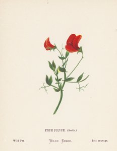 Wild Flowers of the Holy Land: Pisum Fulvum, Smith; Wild Pea