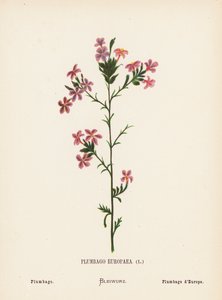 Wild Flowers of the Holy Land: Plumbago Europaea; Plumbago by Hannah Zeller
