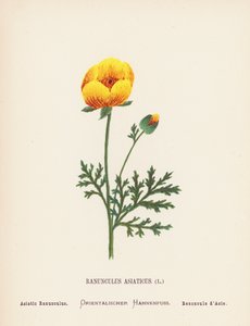 Wild Flowers of the Holy Land: Asiatic Ranunculus by Hannah Zeller