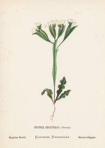 Wild Flowers of the Holy Land: Statice Aegyptiaca, Thouin; Egyptian Thrift