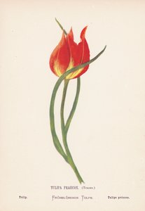 Wild Flowers of the Holy Land: Tulipa Praecox, Tenore; Tulip by Hannah Zeller