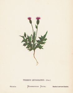 Wild Flowers of the Holy Land: Tyrimnus Leucographus, Cass; Thistle by Hannah Zeller