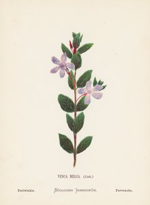 Wild Flowers of the Holy Land: Vinca Media, Link; Periwinkle