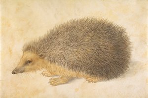 A Hedgehog