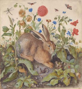 A Hare Among Plants