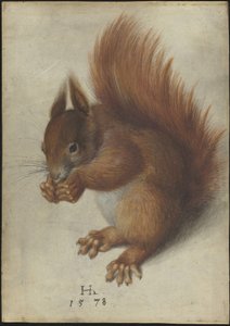 Red Squirrel
