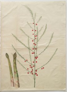 Asparagus officinalis from the album Gottorfer Codex