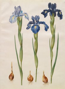 Iris xiphiodes from the album Gottorfer Codex by Hans Simon Holtzbecher