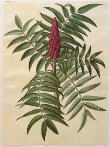Rhus typhina from the album Gottorfer Codex
