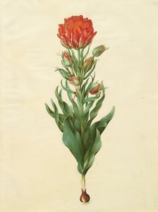 Tulipa gesneriana from the album Gottorfer Codex