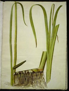 Acorus calamus (common sweet flag) by Hans Simon Holtzbecker