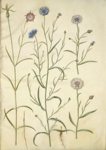 Agrostemma githago (Common Corncockle); Centaurea cyanus (Cornflower) by Hans Simon Holtzbecker
