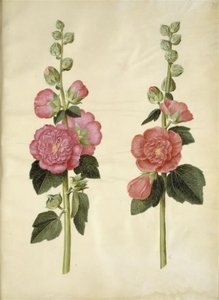 Alcea Rosea (Garden Hollyhock) by Hans Simon Holtzbecker