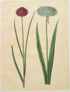 Allium sphaerocephalon; Allium nigrum by Hans Simon Holtzbecker