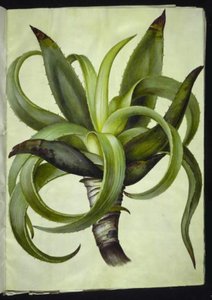Aloe by Hans Simon Holtzbecker