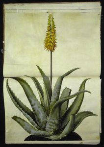 Aloe Vera by Hans Simon Holtzbecker