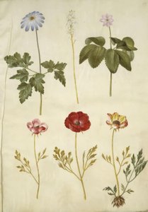 Anemone apennina; Tiarella cordifolia; Anemone trifolia; Ranunculus asiaticus by Hans Simon Holtzbecker