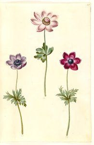 Anemone Coronaria (French Anemone) by Hans Simon Holtzbecker