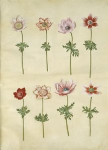 Anemone coronaria (French Anemone) by Hans Simon Holtzbecker