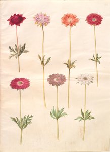 Anemone coronaria; Anemone ×fulgens by Hans Simon Holtzbecker