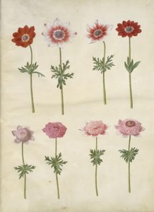 Anemone coronaria L. (French anemone); Anemone pavonina (peacock anemone) by Hans Simon Holtzbecker