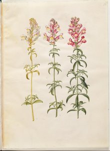 Antirrhinum majus (Garden Snapdragon) by Hans Simon Holtzbecker