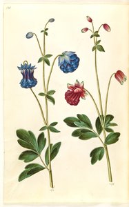Aquilegia Vulgaris (Common Columbine)