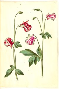 Aquilegia Vulgaris (Common Columbine) by Hans Simon Holtzbecker