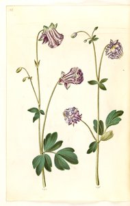 Aquilegia vulgaris (Common Columbine)