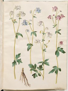 Aquilegia vulgaris (common columbine)