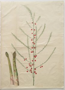 Asparagus officinalis by Hans Simon Holtzbecker