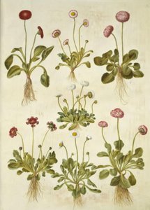 Bellis perennis (common daisy) by Hans Simon Holtzbecker