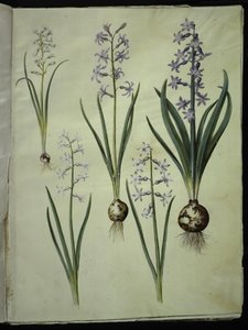 Brimeura Amethystina (Pyrenean Hyacinth); Hyacinthus Orientalis (Common Hyacinth) by Hans Simon Holtzbecker