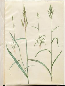 Bromus Hordeaceus (Soft Brome); Phalaris Arundinacea (Reed Canary Grass) by Hans Simon Holtzbecker
