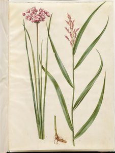 Butomus umbellatus (Flowering Rush); Phragmites australis (Common Reed) by Hans Simon Holtzbecker