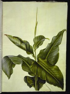 Canna (Kanna) by Hans Simon Holtzbecker
