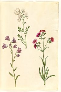 Cardamine pratensis (Cuckooflower); Campanula rotundifolia (?) (Harebell); Silene vulgaris (?) (Bladder Campion) by Hans Simon Holtzbecker
