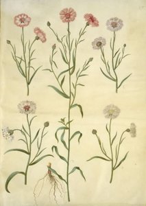 Centaurea Cyanus (Cornflower) by Hans Simon Holtzbecker