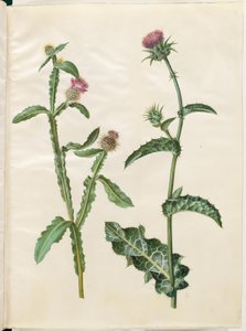 Centaurea Seridis; Silybum Marianum (Milk Thistle)